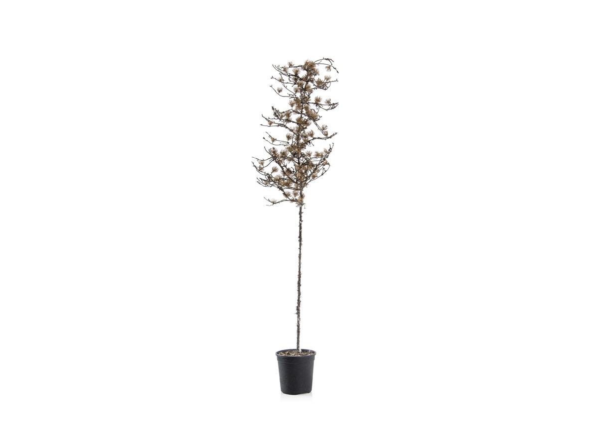 PINE ARTIFICIAL PLANT WITH POT GOLD