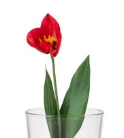TULIP ARTIFICIAL FLOWER 36CM
